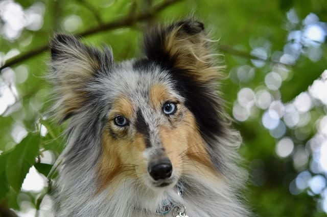 The Shetland Sheepdog also has blue eyes.