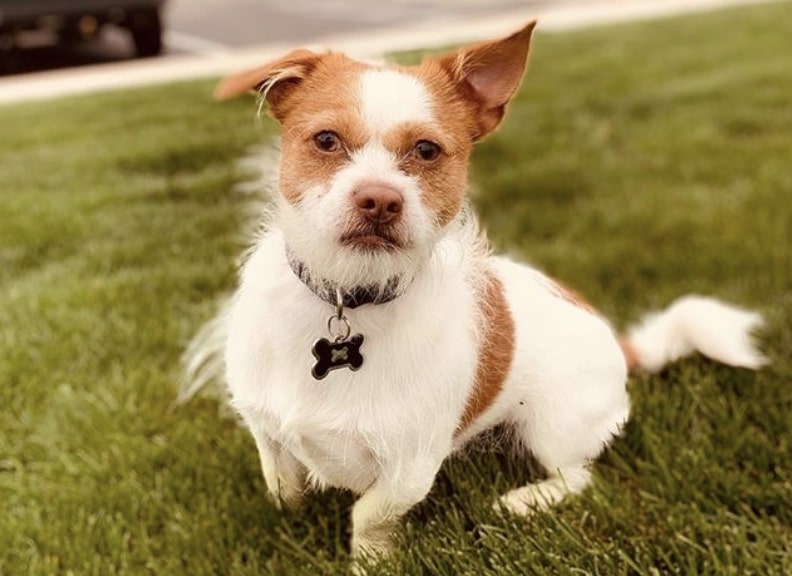 The Shichi is a combination of the Shih Tzu and Chihuahua.