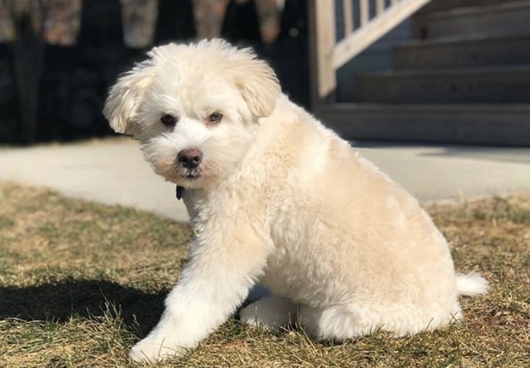 You get a Shih Mo when you combine an American Eskimo Dog with a Shih Tzu.