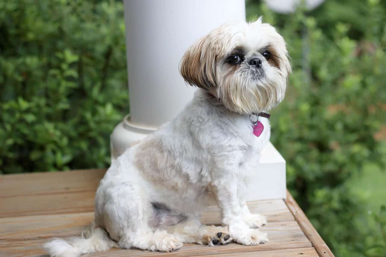 The Shih Tzu is the most popular Chinese dog, and as a result, there are amazing Shih Tzu mixes.