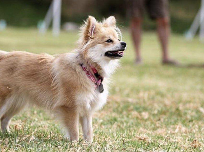 The Shiranian is the result of crossbreeding a Pomeranian with a Shih Tzu.