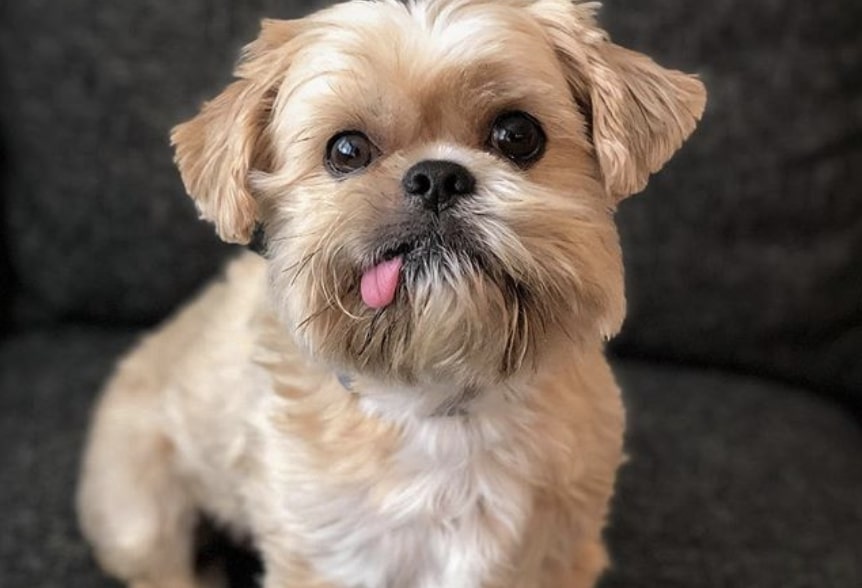 The Shorkie Tzu is a Yorkshire Terrier Shih Tzu mix.