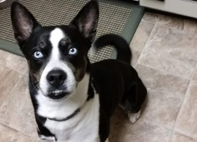 You'll get a Siberian Boston when you mix the Siberian Husky with the Boston Terrier.