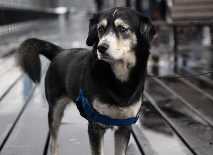 The Siberian Cocker is a cross between an American Cocker Spaniel and Siberian Husky.