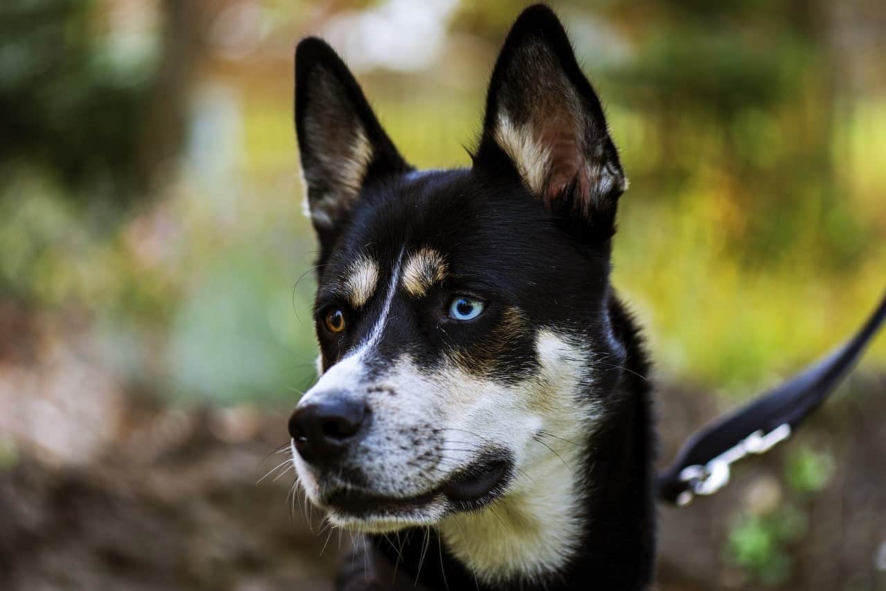 Here are the most beautiful and elegant Husky mixes in the world.