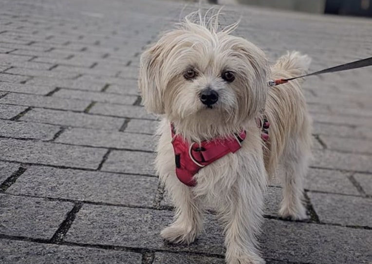 The Silky Tzu is a Silky Terrier and Shih Tzu hybrid dog.