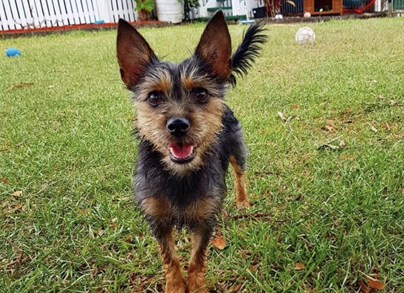 The Silkyhuahua or Silkychi is a mix of the Silky Terrier and Chihuahua.