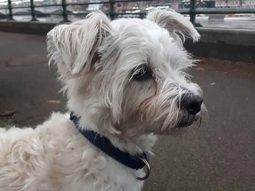The Weshi is a hybrid of the West Highland White Terrier and Shih Tzu.