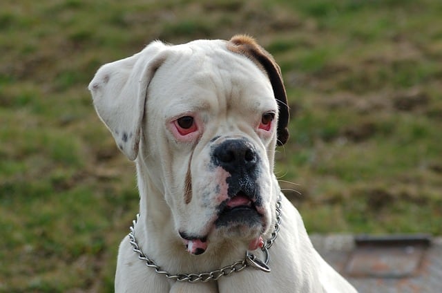 Though not an official standard color, the white Boxers are still fairly common in the US.