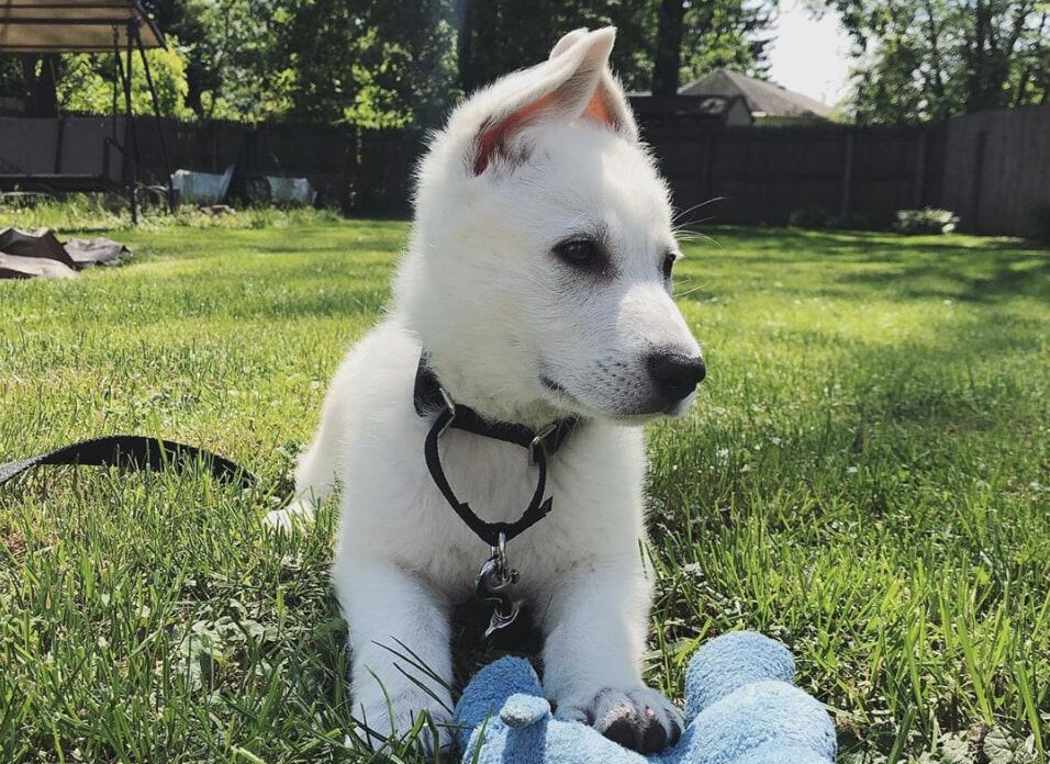 The white German Shepherd is pure white with no extra color markings on the coat.
