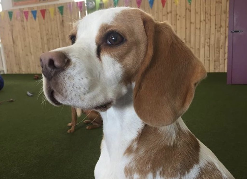 The tan and white Beagle is an amazing choice of color for this breed.