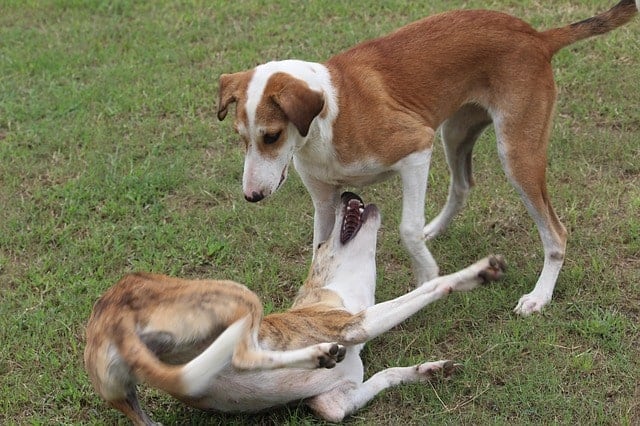 The main reason why Indian dog breeds are going extinct is because of the competition of western dog breeds.