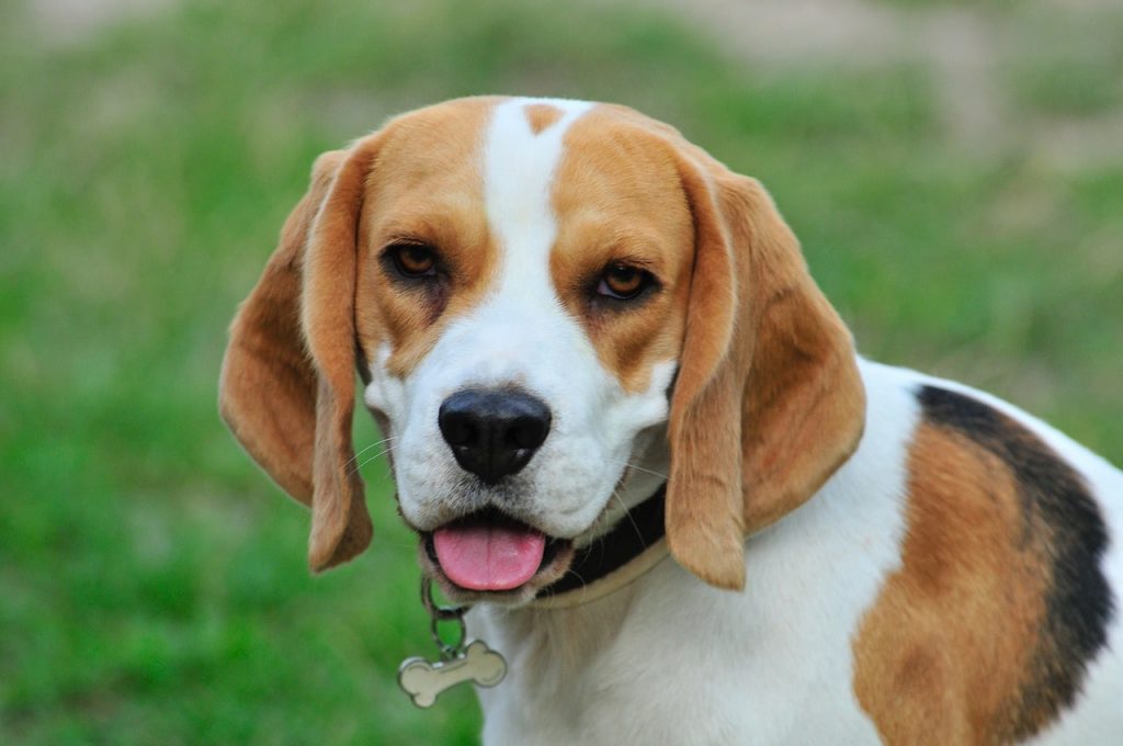 Beagles are listed as one of the least smartest dogs, but there are reasons why.