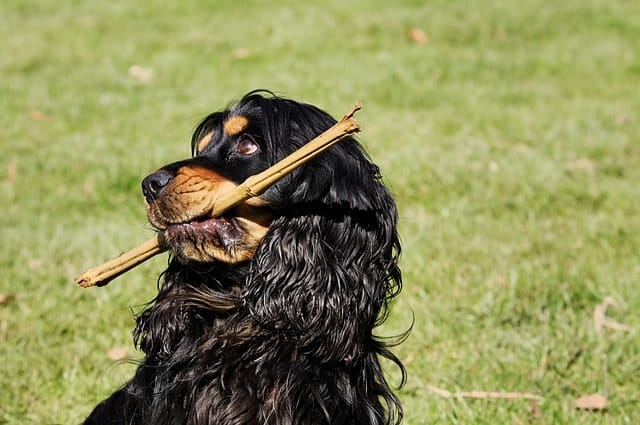 Let's examine if Cocker Spaniels are smart dogs, and what makes them intelligent.