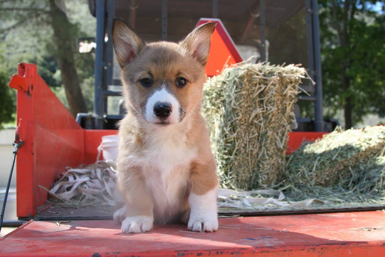 Depending on the variation of Corgi, they are some of the smartest dogs.