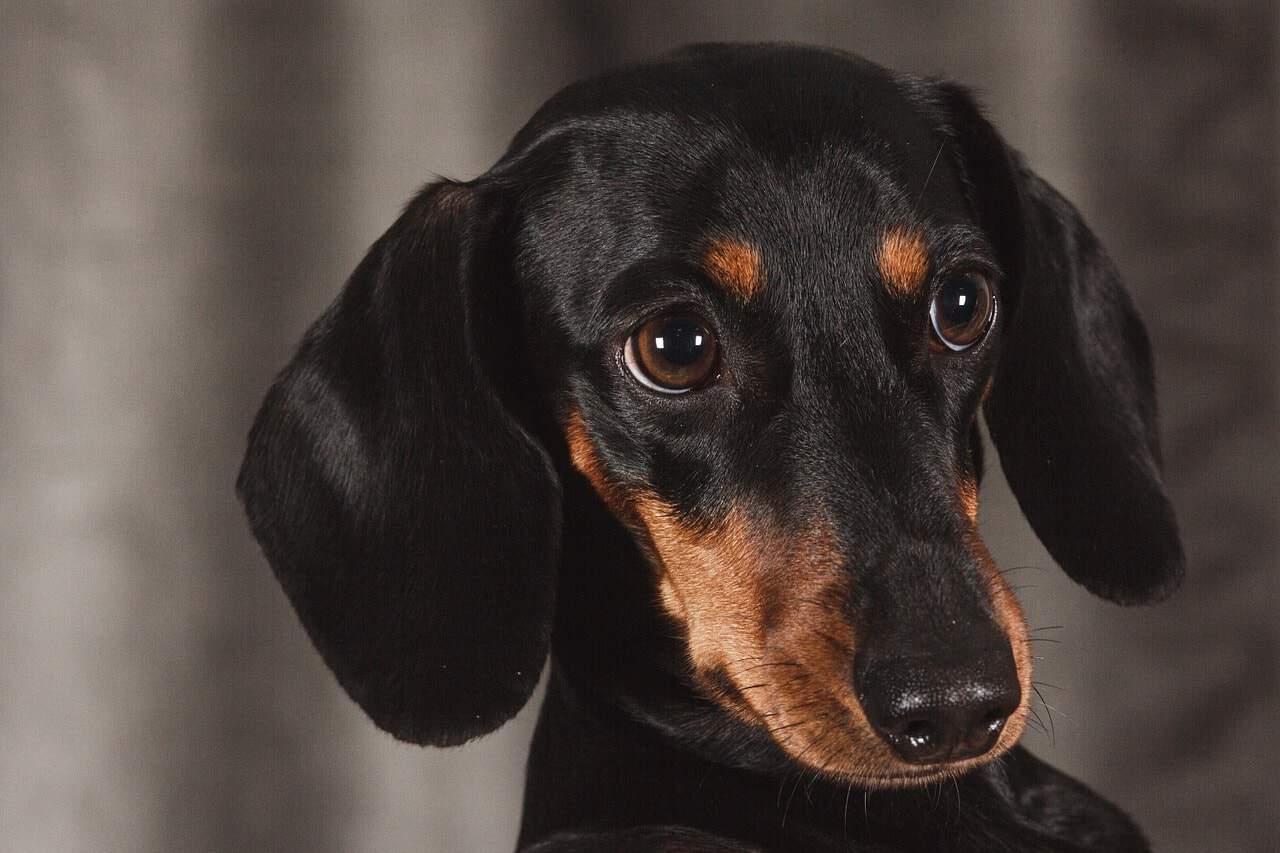 Dachshunds are smart, but not according to Stanley Coren's obedience working intelligence rankings.
