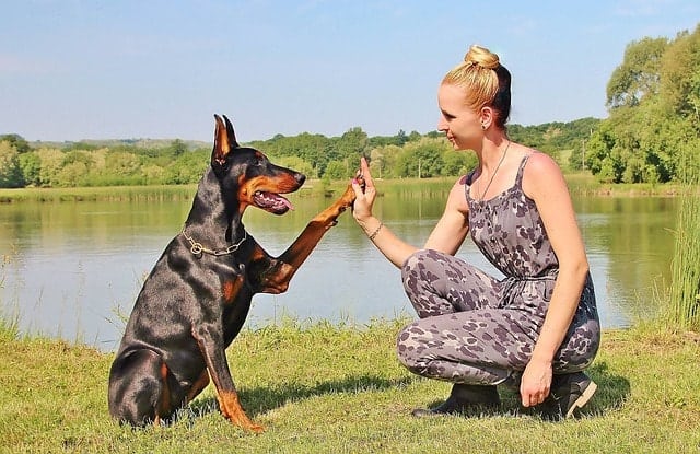 Are Dobermans good with children? Let's investigate how great these dogs are with kids.