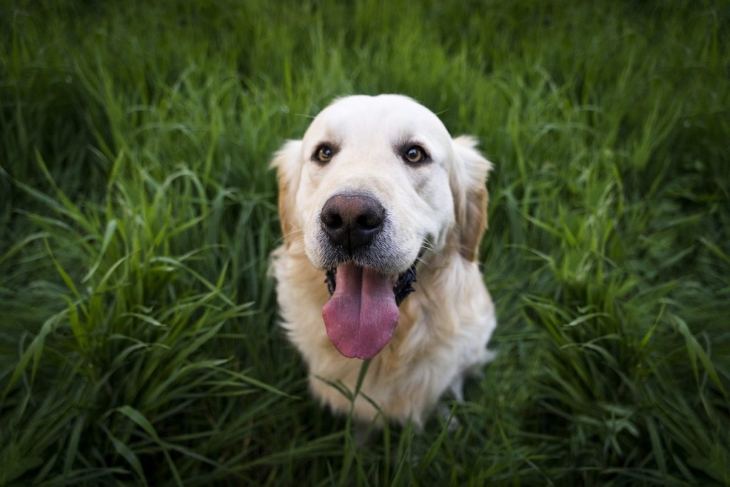We know Golden Retrievers are intelligent dogs, but how smart are they actually?