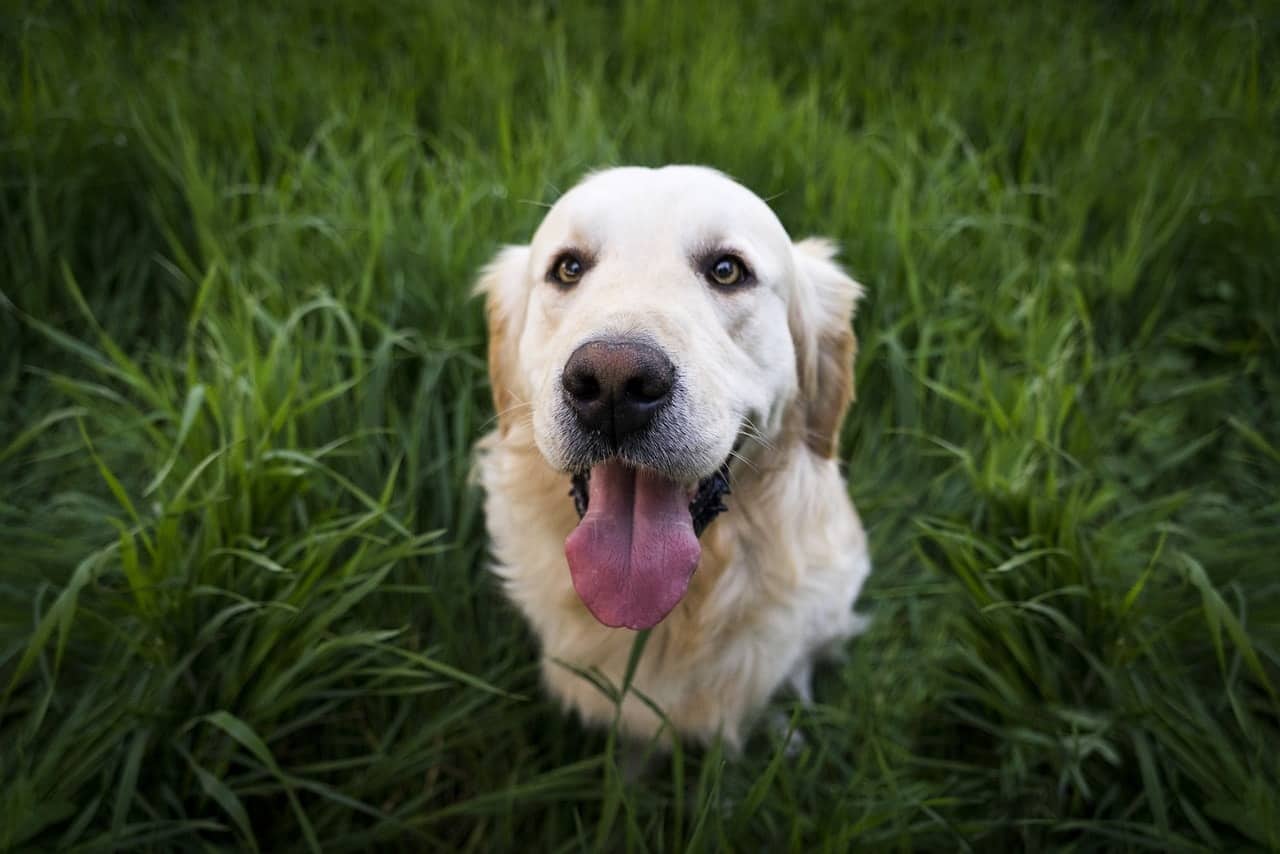 We know Golden Retrievers are intelligent dogs, but how smart are they actually?