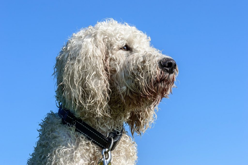 Having two smart dog parents, the Goldendoodle is one of the smartest mixed dog breeds in the world.