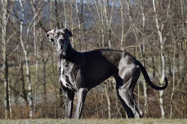 Are Great Danes intelligent dog breeds? Here are reasons why they are.