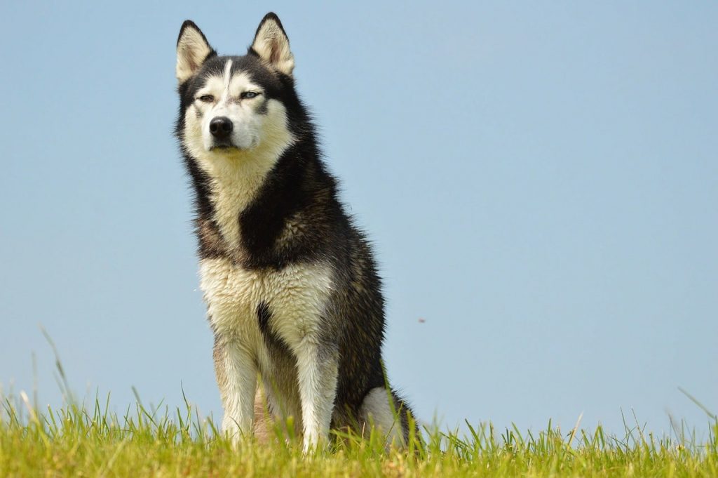 Siberian Huskies are smart in ways other than just obedience and training.