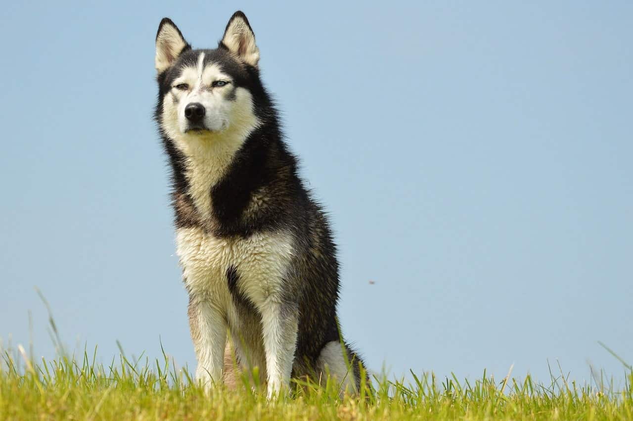 Siberian Huskies are smart in ways other than just obedience and training.