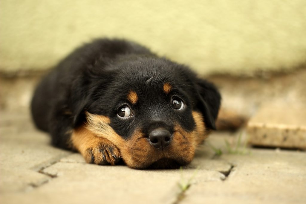 Rottweilers are smart dogs. In fact, they're the 10th most intelligent dog breed.