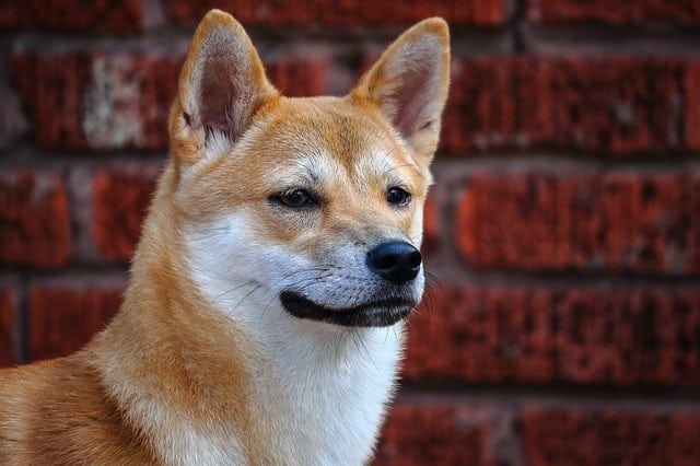 Despite their rankings on Stanley Coren's intelligence test, Shiba Inus are actually highly intelligent dogs.