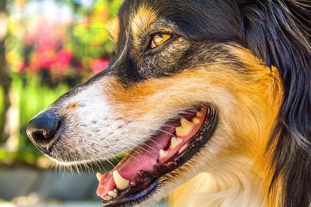 Grooming is huge when it comes to managing your Australian Shepherd's shedding.