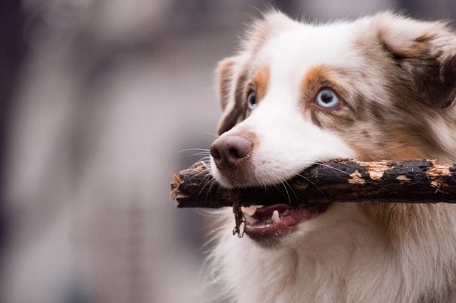 Australian Shepherd owners answer the age-old question: are Australian Shepherds intelligent dogs?