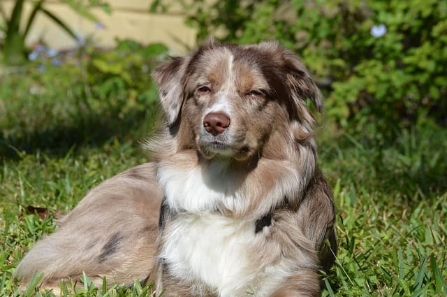 Here are the best tips for managing your Australian Shepherd's shedding.