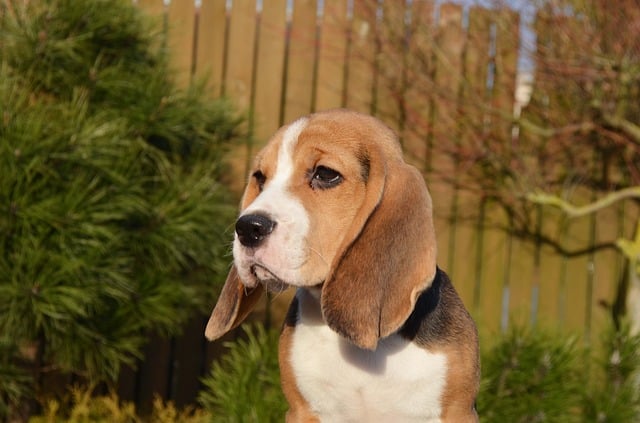 Beagles according to Beagle owners are actually intelligent dogs - just not as obedient as other breeds.