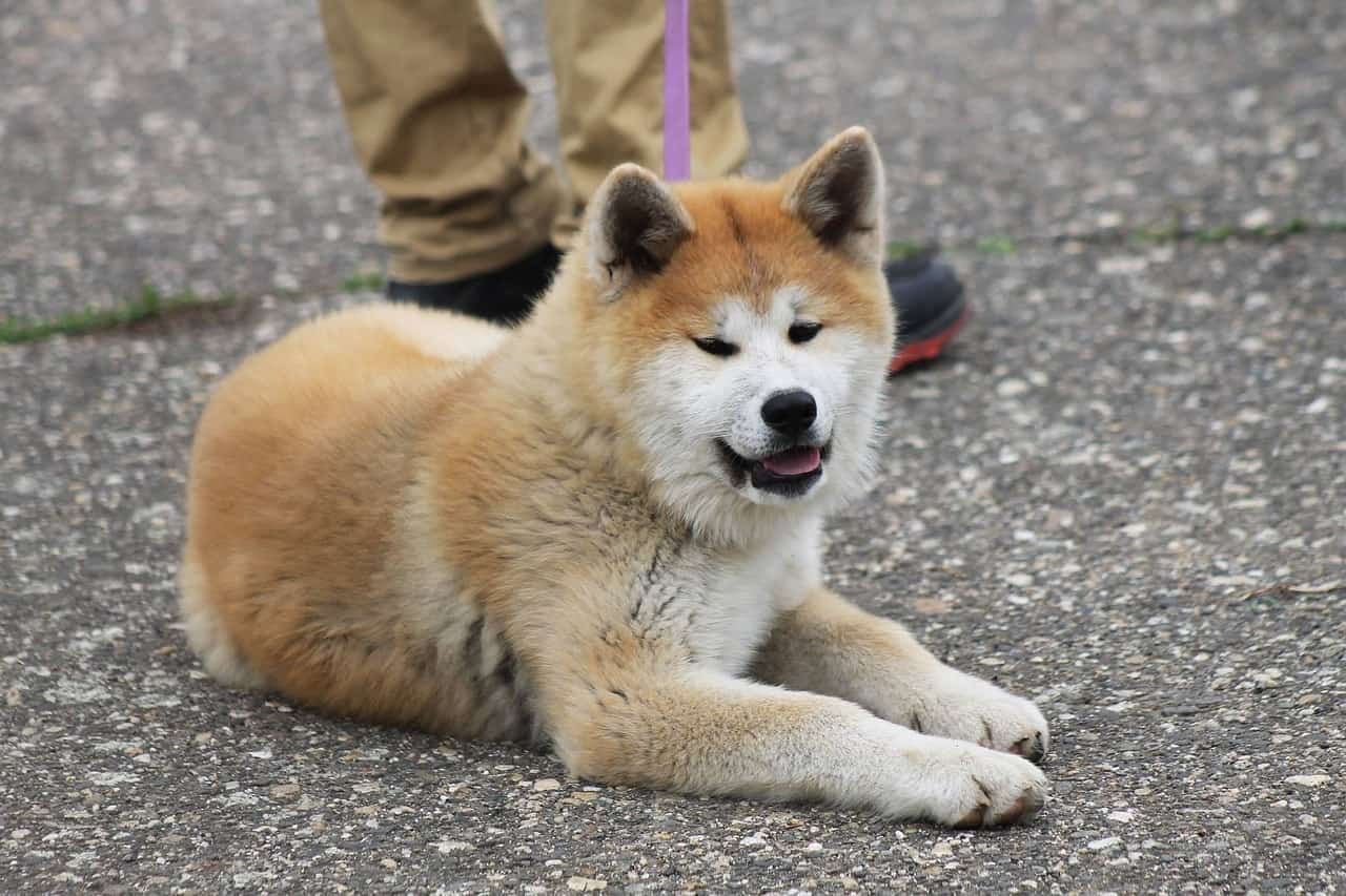 Here are the best dog crates for the Japanese dog breed- the Akita Inu.