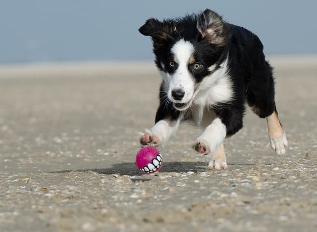 Border Collies are by far the most intelligent dog breed in the dogdom. 