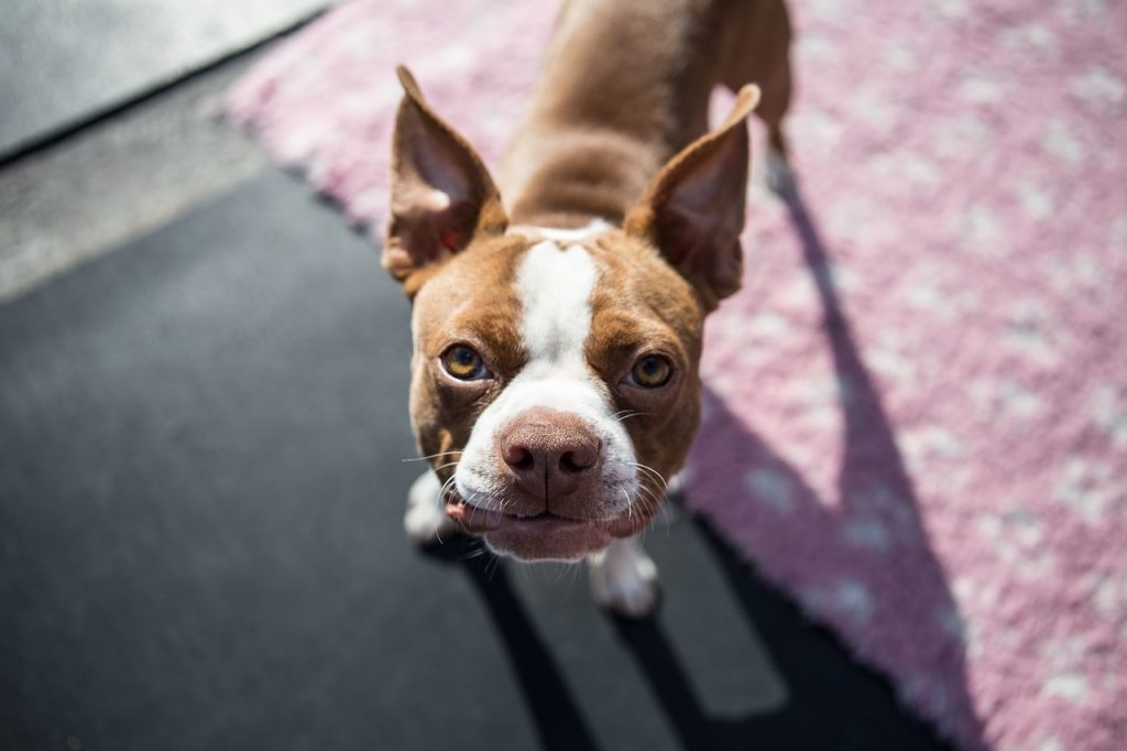 So do Boston Terriers like to bark? You'll be surprised.