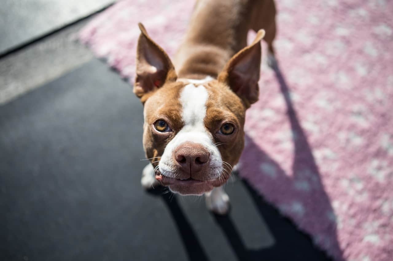 So do Boston Terriers like to bark? You'll be surprised.