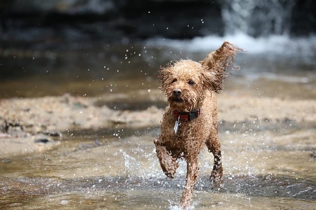 Can Poodles Swim? We explore how good of a swimmer these dogs really are.
