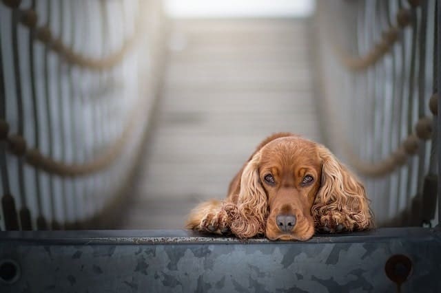 Cocker Spaniels not only have long ears, but curly fur on the ears too.