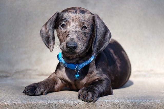 Dachshunds are german dogs that have exceptionally long ears for their size.