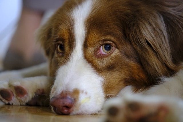 Do you run with your Australian Shepherd? We ask real Aussie owners.