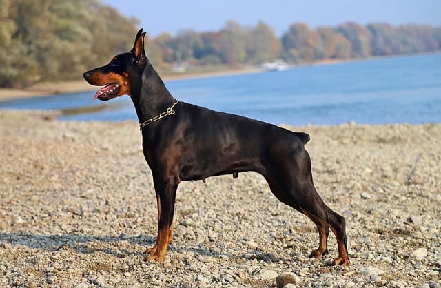 Dobermans get along best with young energetic children that are old enough to respect them.