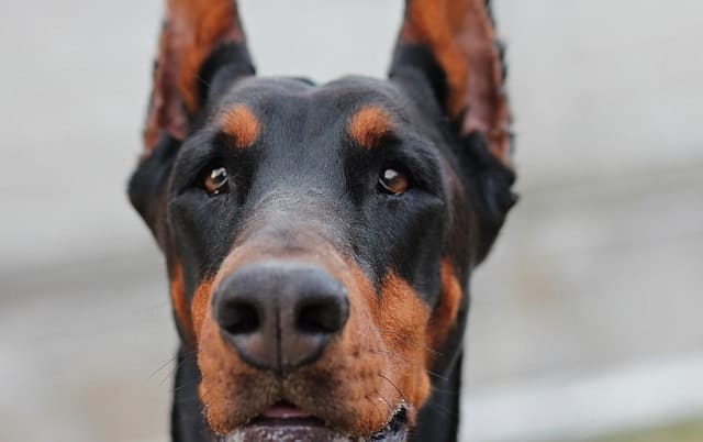 Here are the reasons why dobermans make such great companions for children.