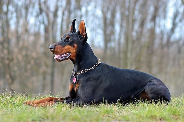 Doberman Pinschers have to be smart dogs in order to serve in the K9 force all around the world.