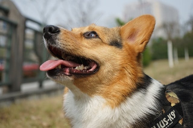 Sometimes it's best to own a dog breed that's not as smart as the Corgi. Here's why.