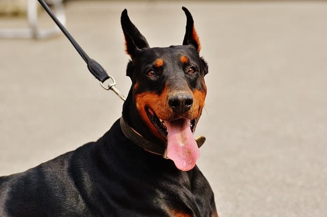 We asked real owners if their Doberman got along with children.