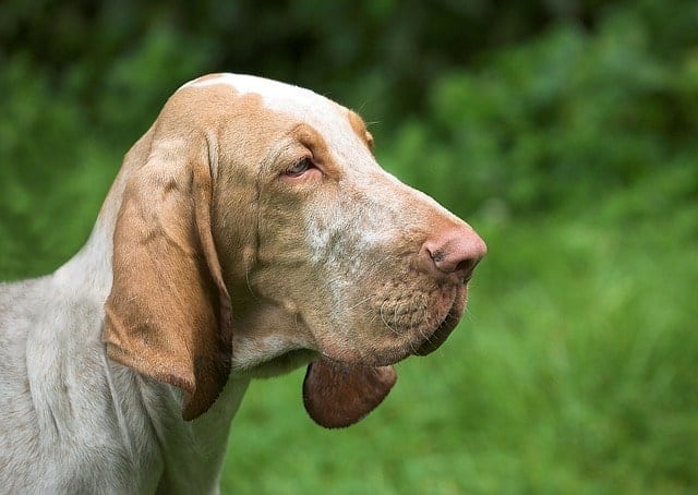 We've found all the wacky and goofy long eared dog breeds.