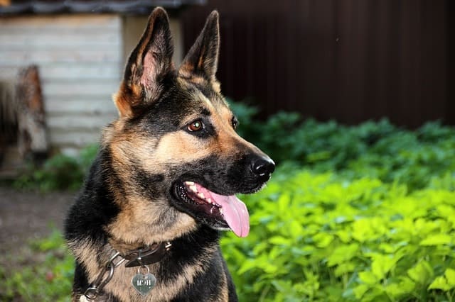 Everybody knows just how smart the German Shepherds are - in fact, they're the third smartest.