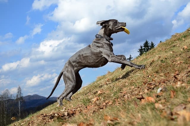 Great Danes have the energy and stamina to handle rowdy energetic kids.