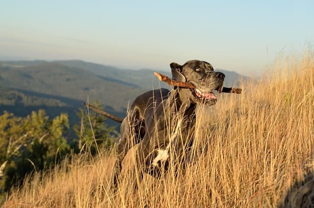 Great Danes are great for the household with infants because they rarely bark. 